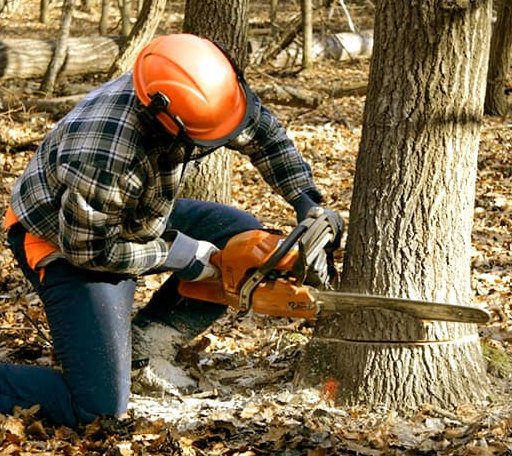 Tree Removal in Mountain View, MO